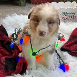 Boy 3 - Red merle male Australian Shepherd puppy in Rochester, Massachusetts from Clover Creek Aussies