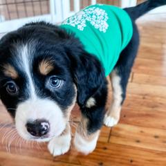 Tater Tot - female Australian Mountain Doodle puppy in Melrose, New York from Rosewood Pine Doodles