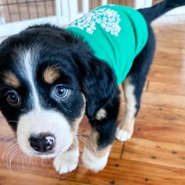 Tater Tot - female Australian Mountain Doodle puppy in Melrose, New York from Rosewood Pine Doodles
