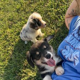 Lainey - Black and white female American Corgi puppy in Payson, Illinois from Creek Farm Corgis