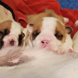 Bulldog Puppies from Chris Hermiller