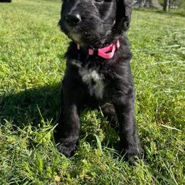 Bernedoodle Puppies from Eva Hutcherson