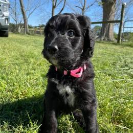 Bernedoodle Puppies from Eva Hutcherson