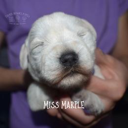 Miss Marple - White female Miniature Schnauzer puppy in Sedalia, Missouri from Farmer Brown's Puppies