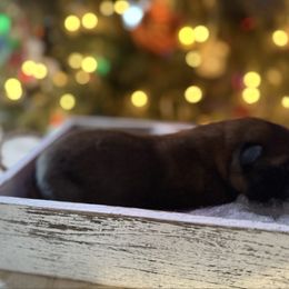 Max - Red male Akita puppy in Lebanon, Virginia from Majestic Valley Farms