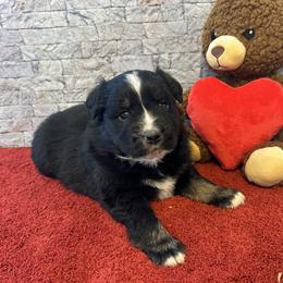 Rachel - Black tri female Miniature Australian Shepherd puppy in Lebanon, Oregon from Two Pines Mini Aussies
