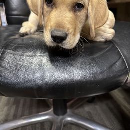 Labrador Retriever Puppies from Hunter’s Moon Retrievers