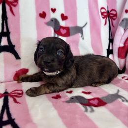 Miss White Collar - Brindle female Dachshund puppy in Willow Springs, Missouri from Krazy Acre Farm