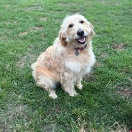 Ruby - Goldendoodle
