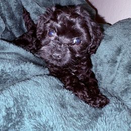 Harry - Black and white male Cavapoo puppy in El Sobrante, California from Mckendra's Legacy