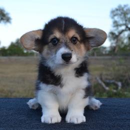 Lucky - Black and tan male Pembroke Welsh Corgi puppy in Edna, Texas from MG Corgis