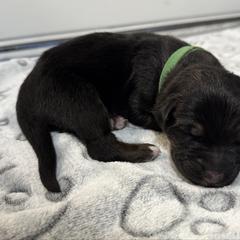 Sheamus - Black and tan male German Shepherd puppy in Las Vegas, Nevada from Clever Boots Kennel