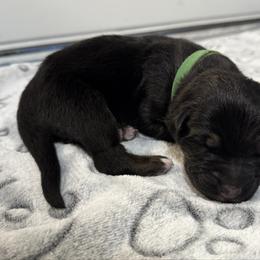 Sheamus - Black and tan male German Shepherd puppy in Las Vegas, Nevada from Clever Boots Kennel