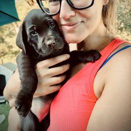 Harmony (Now Zoey) - Chocolate female Labrador Retriever puppy in Penn Valley, California from Pleasant Valley Creekside Ranch, LLC