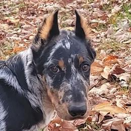 Beaucerons, Doberman Pinschers, and German Shepherds from Von Katzenstein Kennel