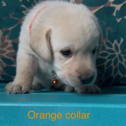 Mt. Rainier - Yellow male Labrador Retriever puppy in Marietta, South Carolina from Trust in the Lord Labradors