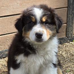 Quill - Black tri-color male Australian Shepherd puppy in Clinton, Missouri from Rocky Top Hearts