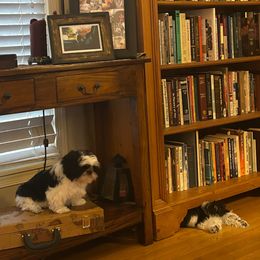 Bandit - Black and white Shih Tzu puppy in Royal Oak, Maryland from CID Love