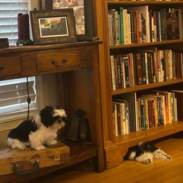 Bandit - Black and white Shih Tzu puppy in Royal Oak, Maryland from CID Love