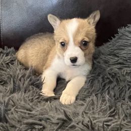 PG1 - Red female Pembroke Welsh Corgi puppy in Stockton, Iowa from Infinity Corgis