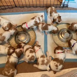 Brittany Puppies from Fox Mtn Brittanys
