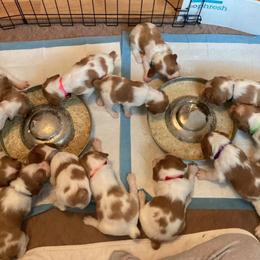 Brittany Puppies from Fox Mtn Brittanys