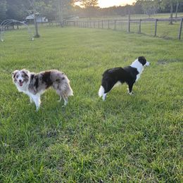 Rex - Border Collie