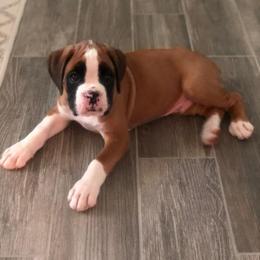 Boxer Puppies from Sergeant's Boxers