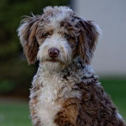 Bernedoodles and Goldendoodles from GTA Mapledoodles