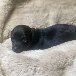 Archer (red collar) - Black and tan male Dachshund puppy in Richmond, Virginia from Paw Prints