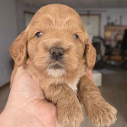 My Melody - Red female Cockapoo puppy in Conklin, Michigan from Lake Michigan Couture Cavapoos & Cockapoos