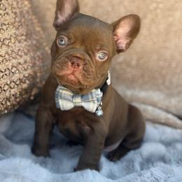 Fudge - Tricolors male French Bulldog puppy in Hemet, California from Bowman Pups