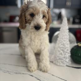 Prancer - Apricot male Australian Labradoodle puppy in East Granby, Connecticut from All-Spice Australian Labradoodles