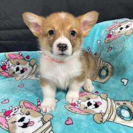 Happy - Red male Pembroke Welsh Corgi puppy in Barstow, California from Caldwell’s Corgis of Southern California