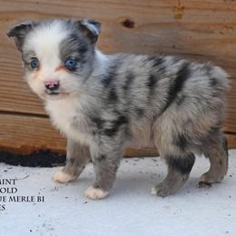 Peppermint - Blue merle female Miniature Australian Shepherd puppy in Patterson, North Carolina from DreamLine Aussies