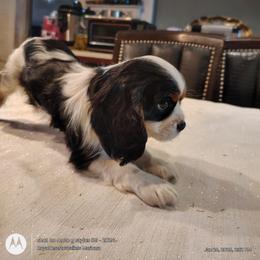 Boby - Tri-color male Cavalier King Charles Spaniel puppy in Phoenix, Arizona from Royal Desert Cavaliers