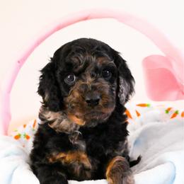 Dior - Merle male Cavapoo puppy in Shelley, Idaho from Grace's Puppies