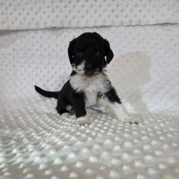 Ruby - Black and white female Sheepadoodle puppy in Weatherford, Texas from Oodles of poodles and doodles