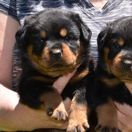 Rottweiler Puppies from World Class Rottweilers
