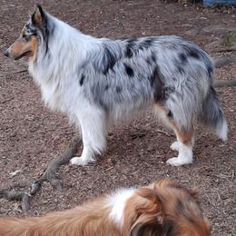 Selene - Collie