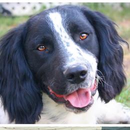 Timber - English Springer Spaniel