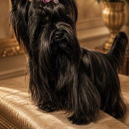 Opal - Yorkshire Terrier