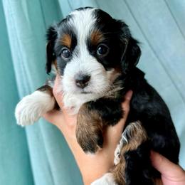 Handie - male Australian Mountain Doodle puppy in Cortez, Colorado from Sassy Pants Pups