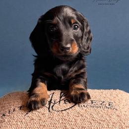 Pierce - Black and tan male Dachshund puppy in Clever, Missouri from Autumn Breeze Dachshunds
