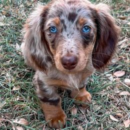 Dachshund Puppies from FLYING L Dachshund Academy