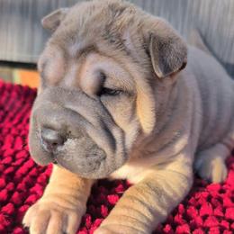 Boy 1 - Fawn sable male Chinese Shar-Pei puppy in Autryville, North Carolina from T&D'S Razen Wrinkles Shar-pei
