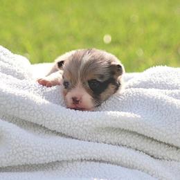 Girl 2 Orange Merle - Blue female Pembroke Welsh Corgi puppy in Ville Platte, Louisiana from Flat town corgis