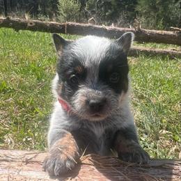 Boy 2 - Blue male Australian Cattle Dog puppy in Irvington, Kentucky from Dry Valley’s Australian Cattle Dogs