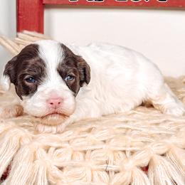Ariat - Chocolate female Australian Labradoodle puppy in Decatur, Alabama from Southern Meadows Doodles