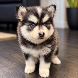 Coal - Black and white male Pomsky puppy in La Verne, California from Red Cedar Pomskies
